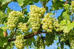 A szőlőmagolaj pozitív hatásai és összetevői